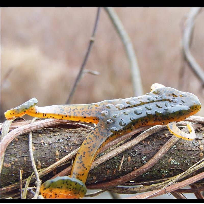 KIRA Bog Frog 80mm/12g 5pcs - KIRA Fishing