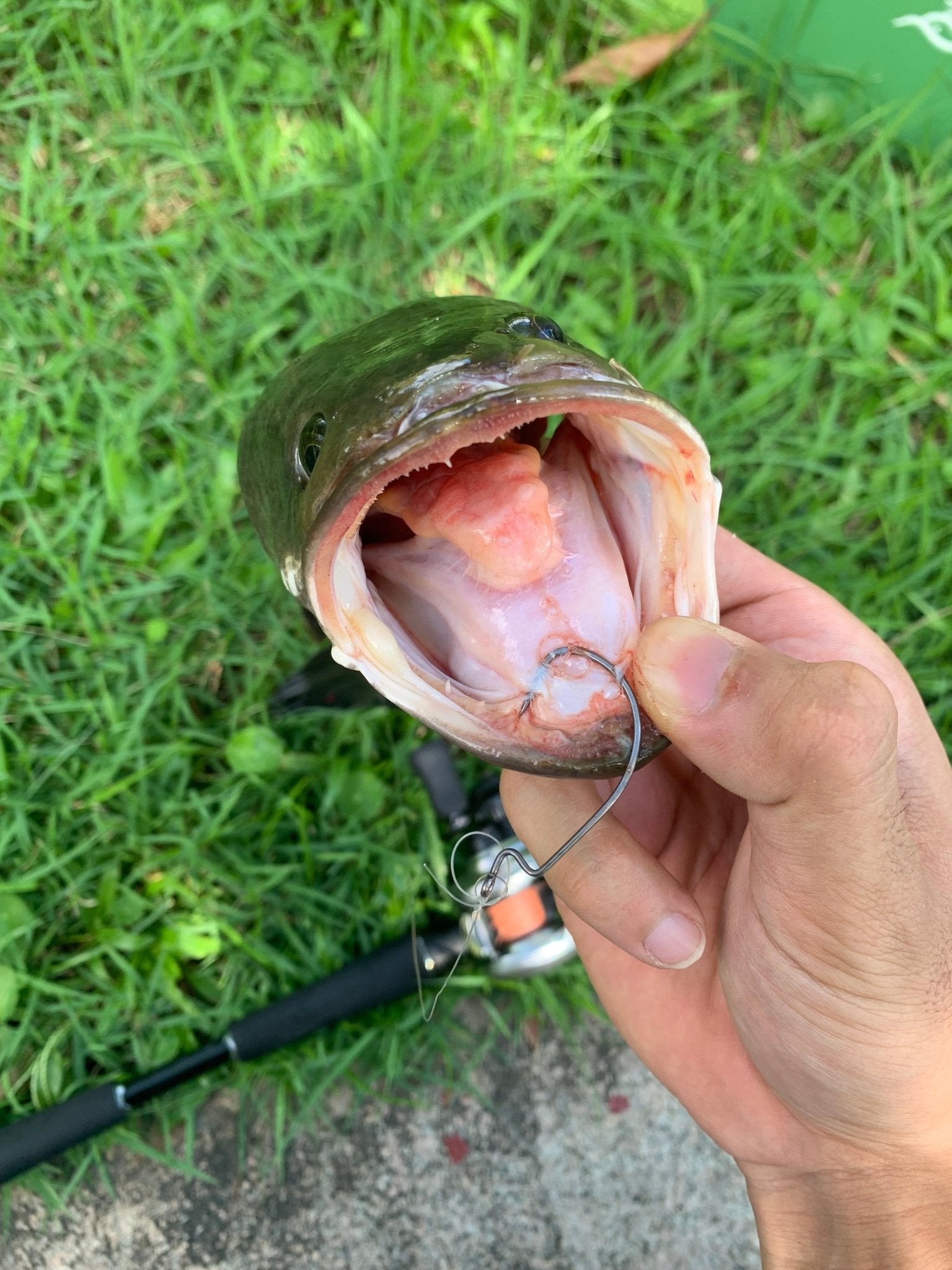 Kira Extra Sharp Offset Hook 10pk - KIRA Fishing