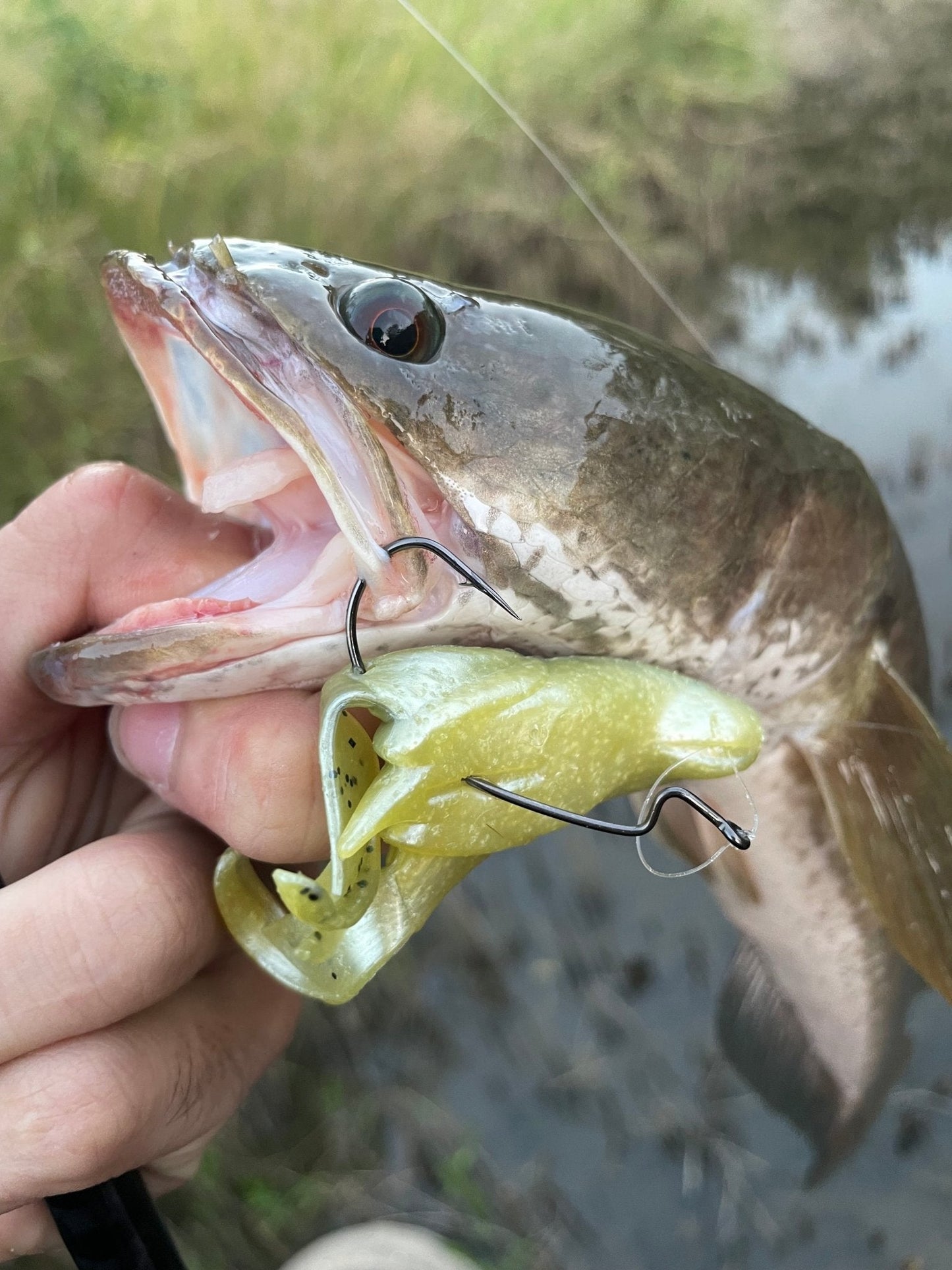 KIRA Soft Body Toads 6pcs - KIRA Fishing