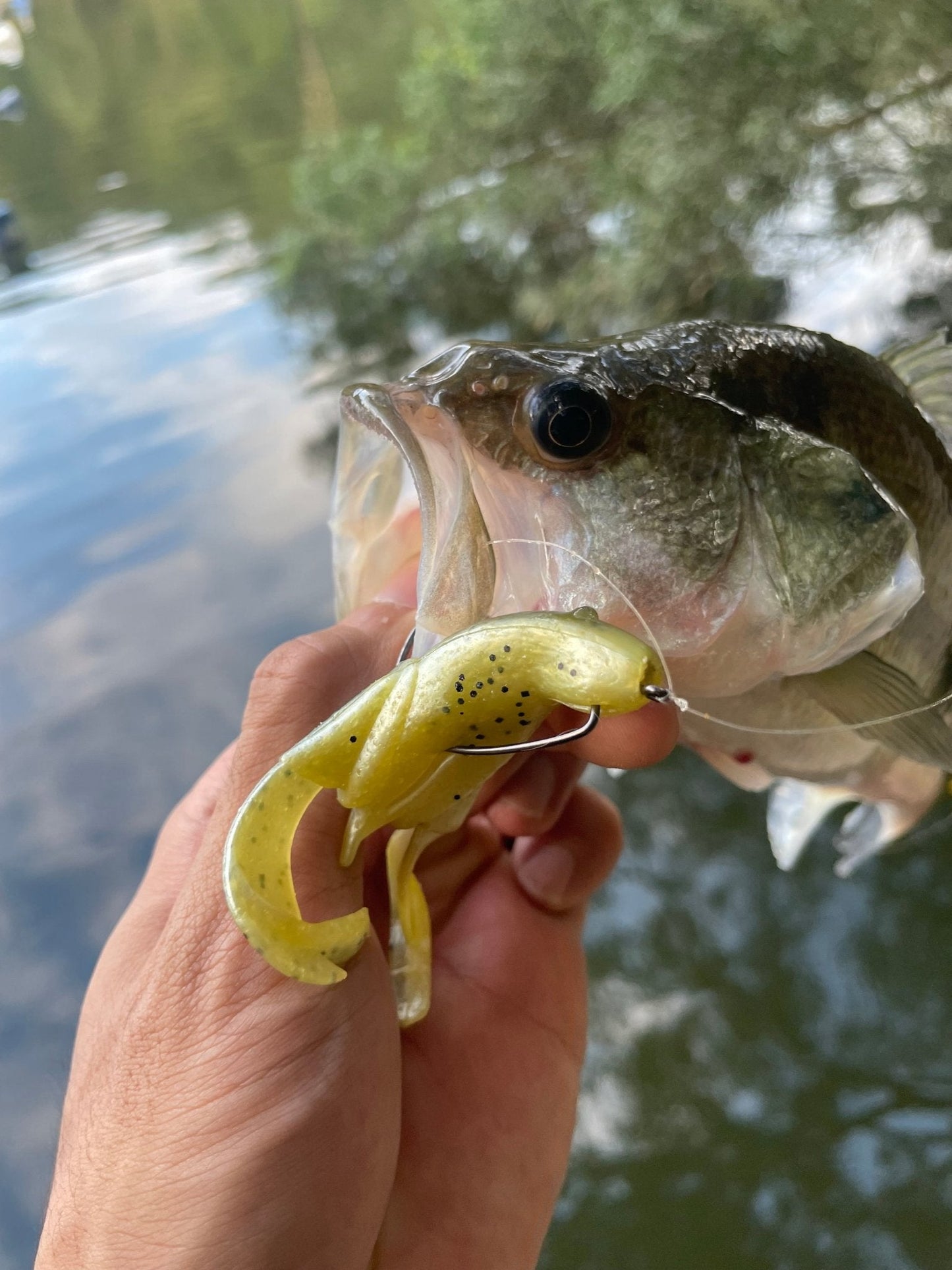 KIRA Soft Body Toads 6pcs - KIRA Fishing