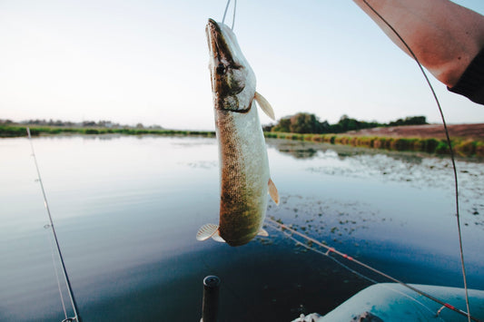 Hooked and Unhooked: The Astonishing Truth Behind Fishing Lures Left in a Fish's Mouth - KIRA Fishing